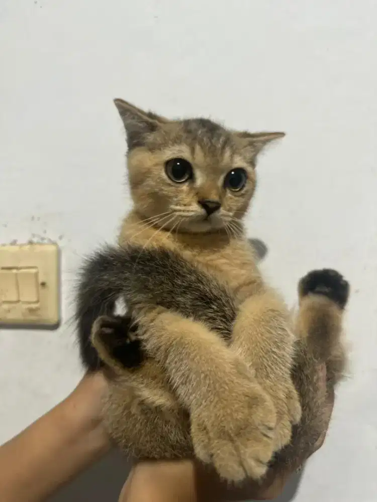 Kucing British Short Hair