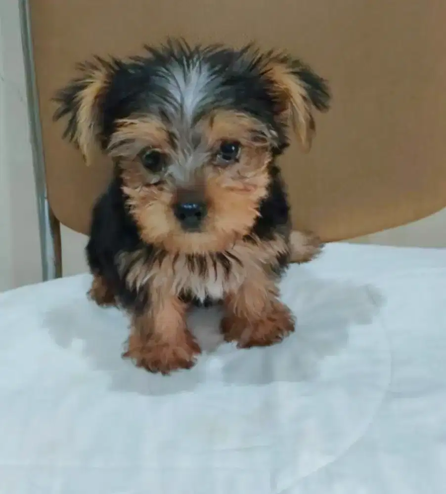 Jual 1 ekor puppies Yorkshire, 2 ekor puppies Maltese, 1  Chihuahua