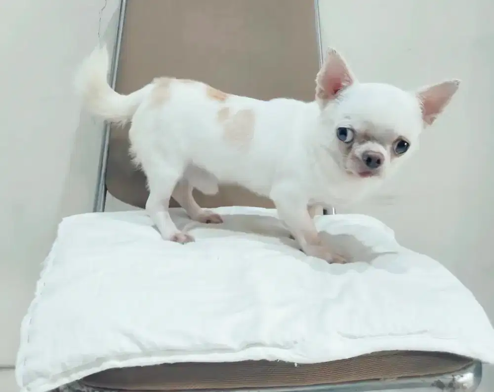 Jual 3 ekor puppies Maltese, 1  Chihuahua