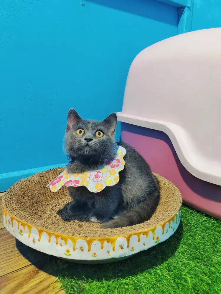 Munchkin BSH Blue Solid Cebol Kitten Jantan