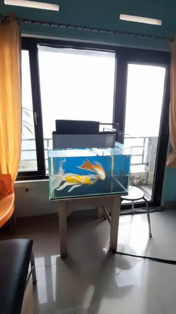 Dijual Aquarium + Ikan (Komplit)