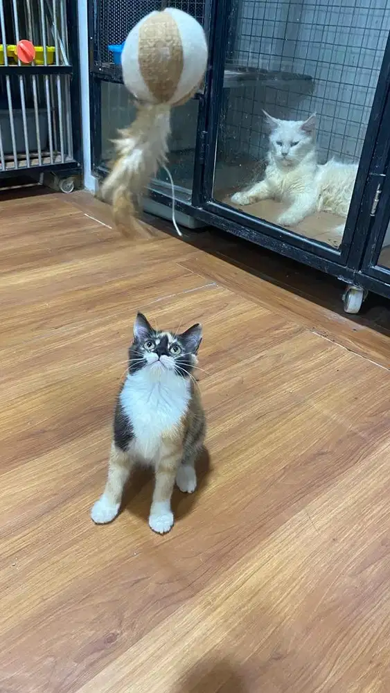 Kitten persia 2 ekor