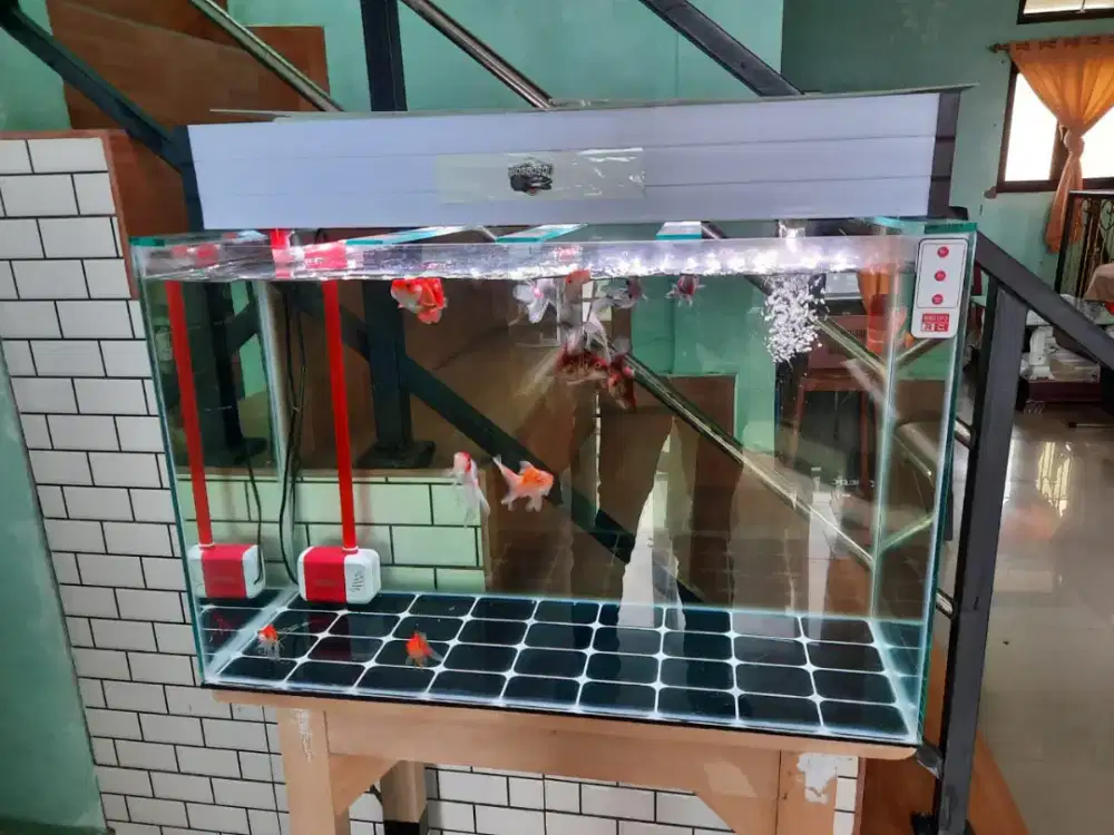 Dijual Aquarium + Ikan (Komplit)