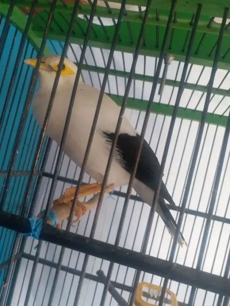 JALAK ALIS KUNING JIANAK SUAR VARIASI 1,2 FULSET