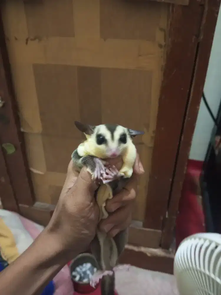READY SUGAR GLIDER WHITE FACE