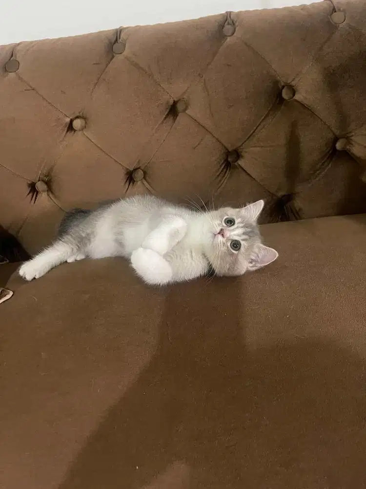 Scottish straight blue golden