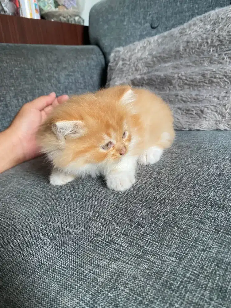 OPEN ADOPT KUCING ANGGORA PERSIA