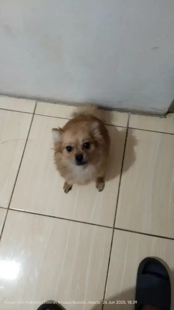 DI JUAL CEPAT ANAKAN ANJING 4BLN