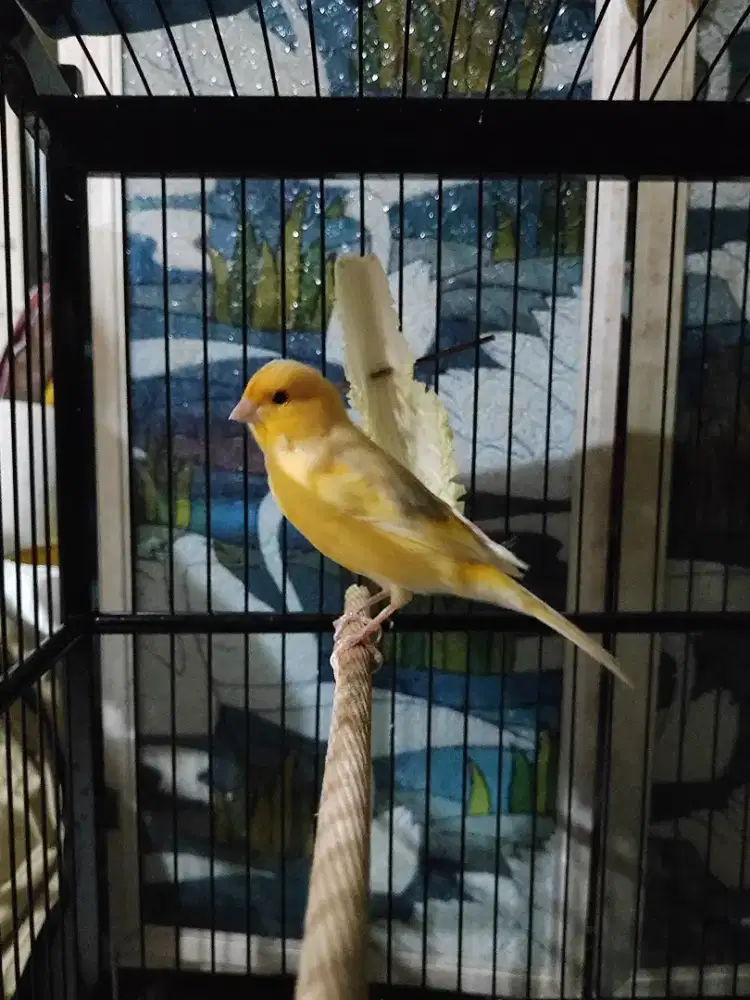 Burung Kenari Gacor Seri AFS Big