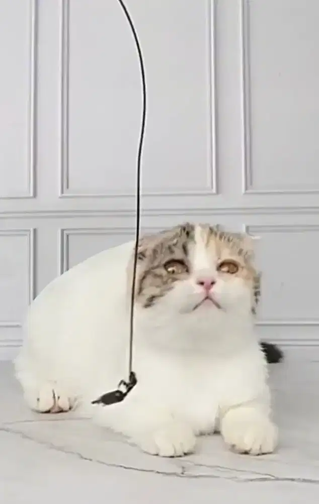 Kucing Scottish fold