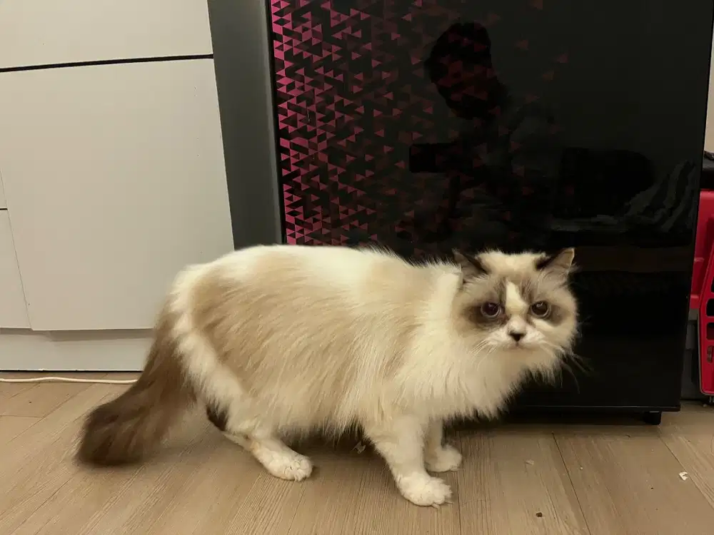 Lepas adop Ragdoll betina