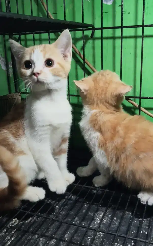 Kucing anakan sepasang