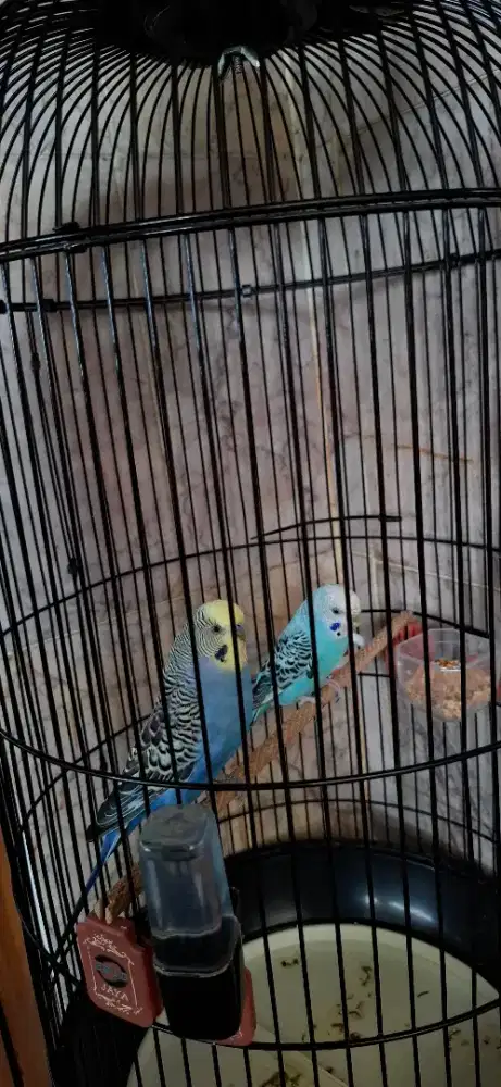 Burung parkit sepasang warna cantik