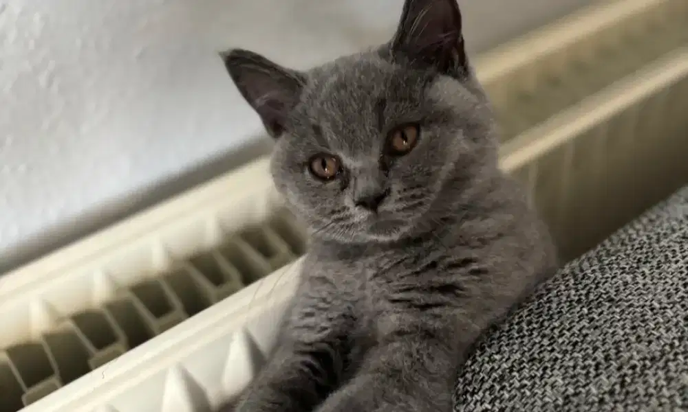 Kitten British Shorthair betina anakan PED