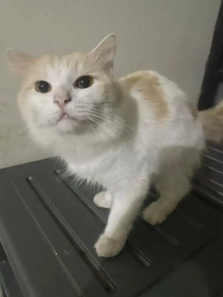 Kucing persia jantan jago kimpoy