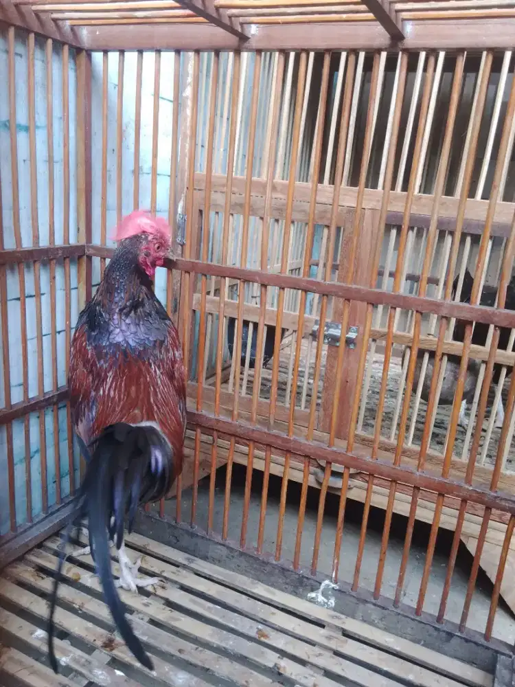 Ayam Bekisar jantan suara prospect