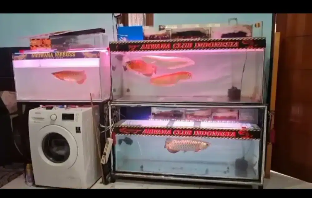 Jual Ikan Arwana fullsett /borongan