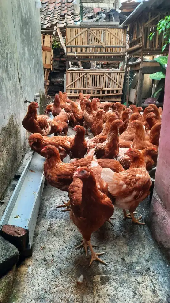 Ayam peter siap bertelur