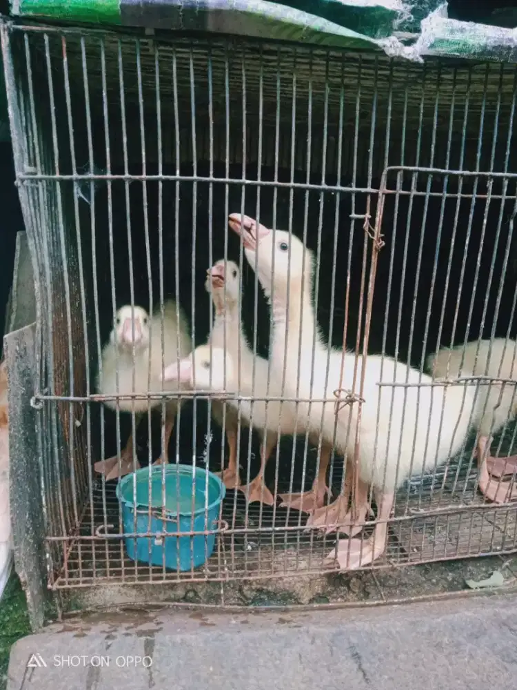 Dijual anak Soang ada 5 Ekor usia baru 17 hari