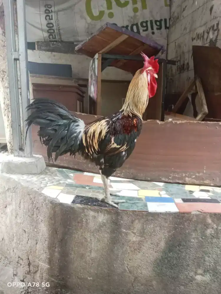 dijual ayam Plung  2 ekor jantan