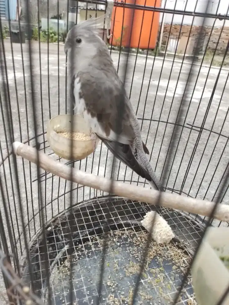 Parkit Australia 2 ekor