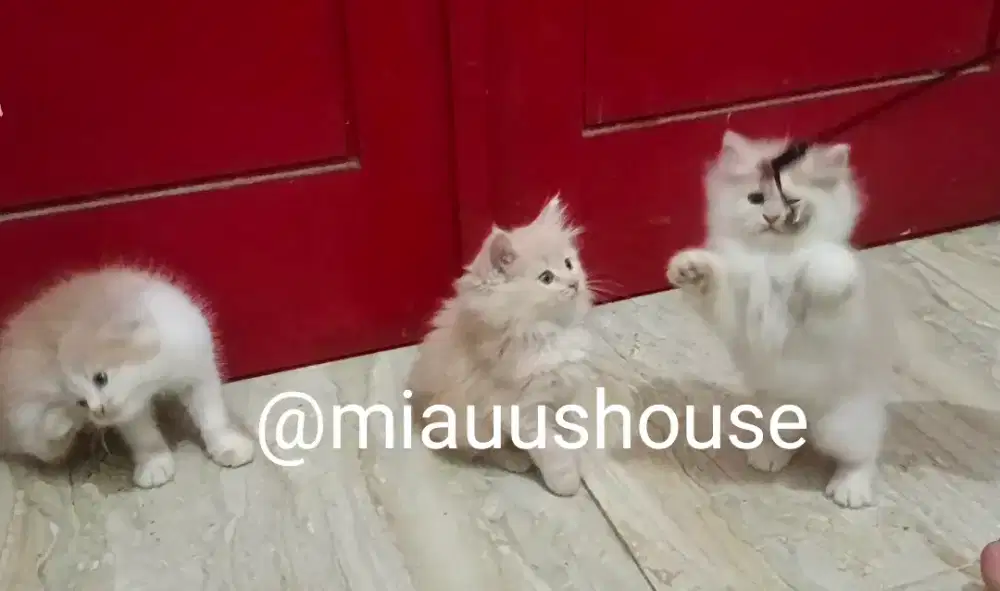 KITTEN PERSIA LONGHAIR SUPER