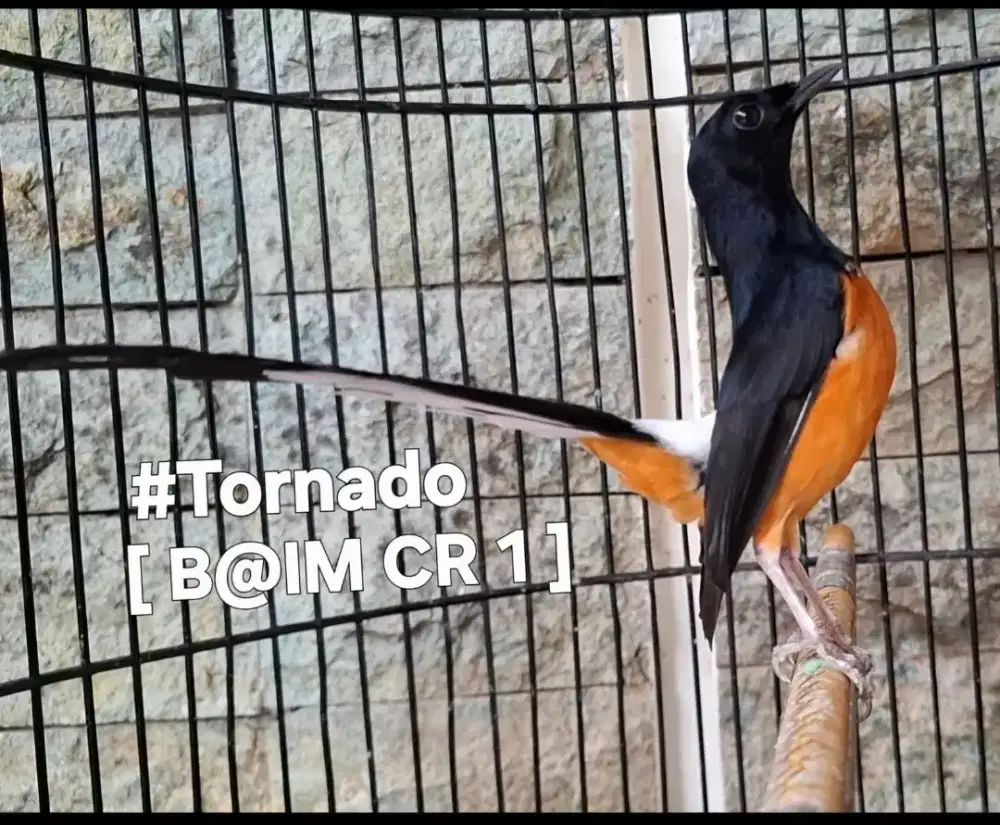 Murai HUTAN LOKAL GACORRR [ prestasi ] Ekor lengkung & Bulu baruu