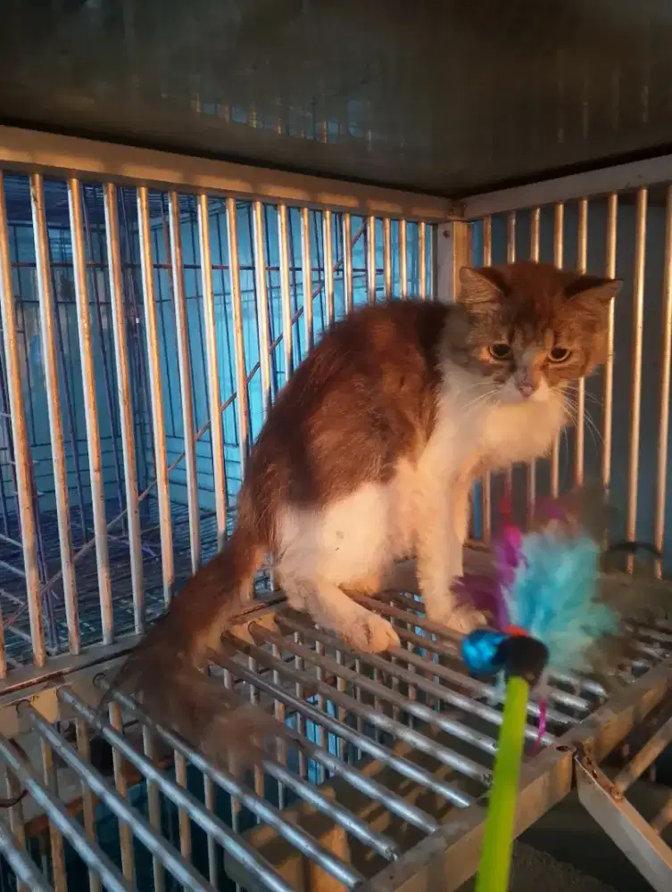 Persia medium grey and white