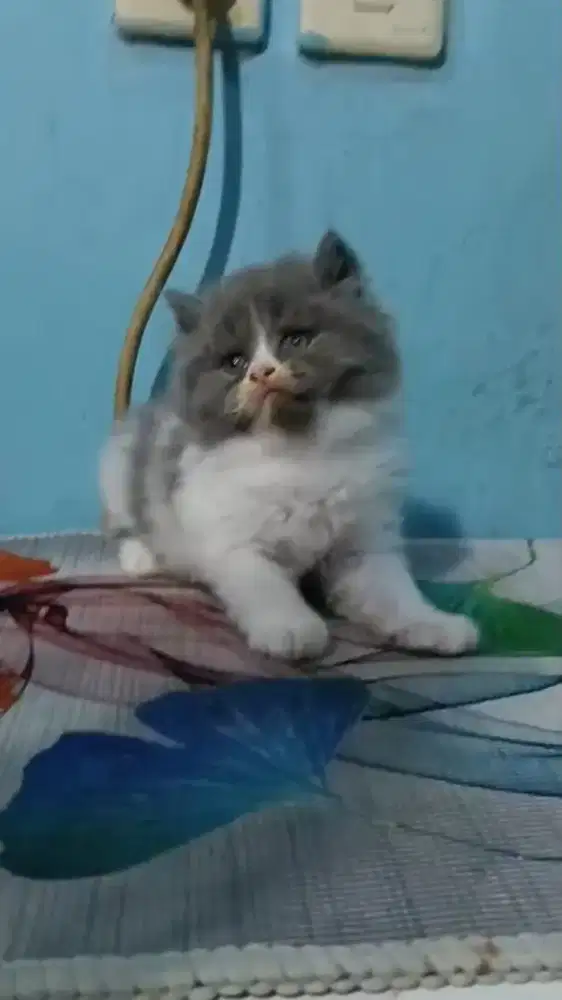 Kitten Persia betina