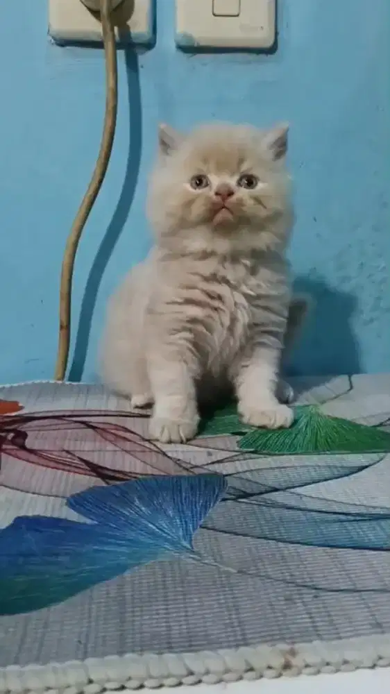 Kitten Persia longhair jantan