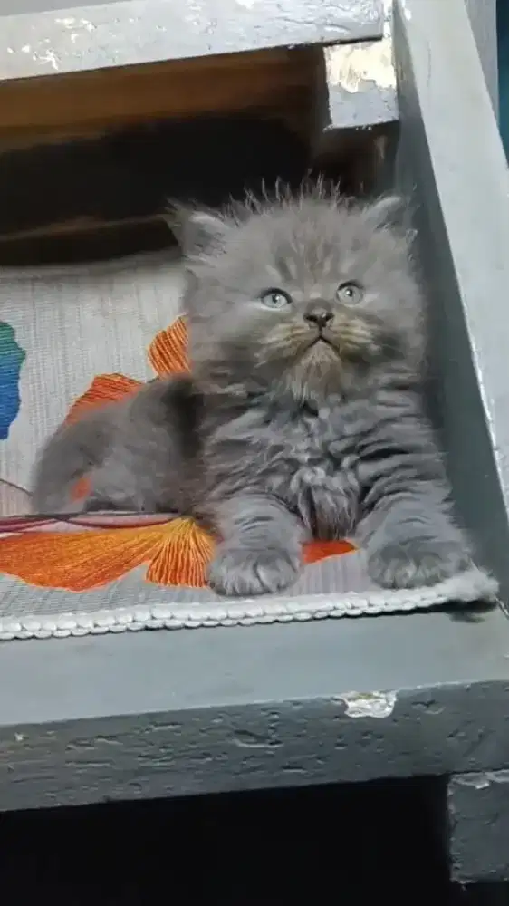 Kitten Persia longhair jantan