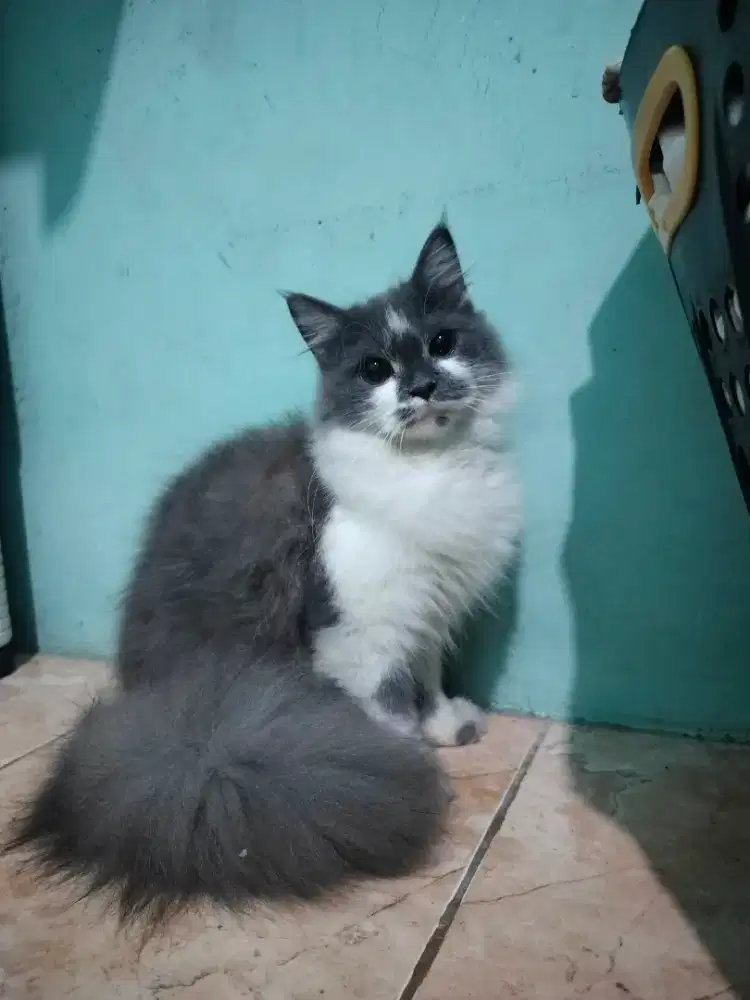 Kucing bulu kapas turunan peknos