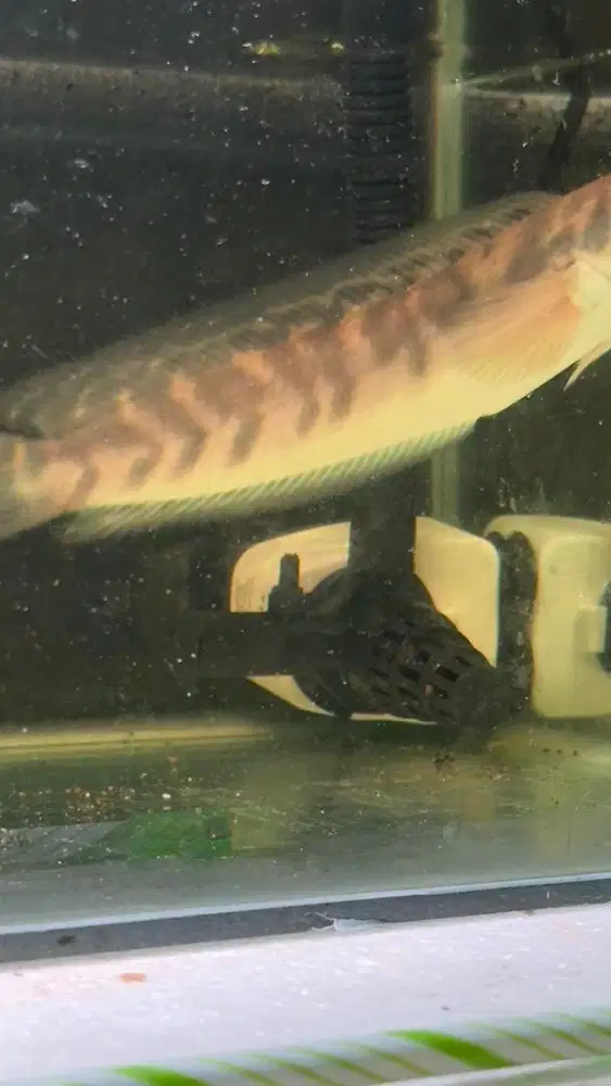 Channa Maru YS size 20 cm up cabung banyak.