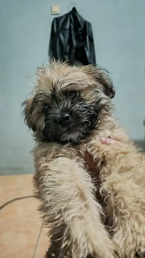 Shiztu mix pom jantan