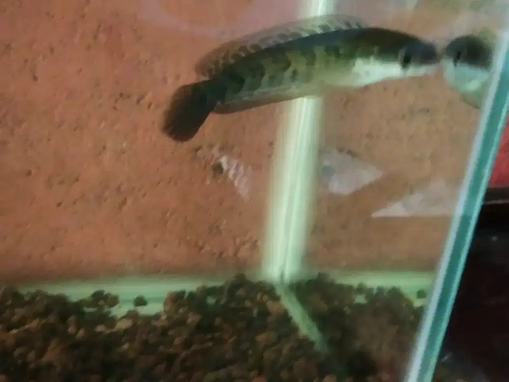 Chana red barito kecil cabung bnyak