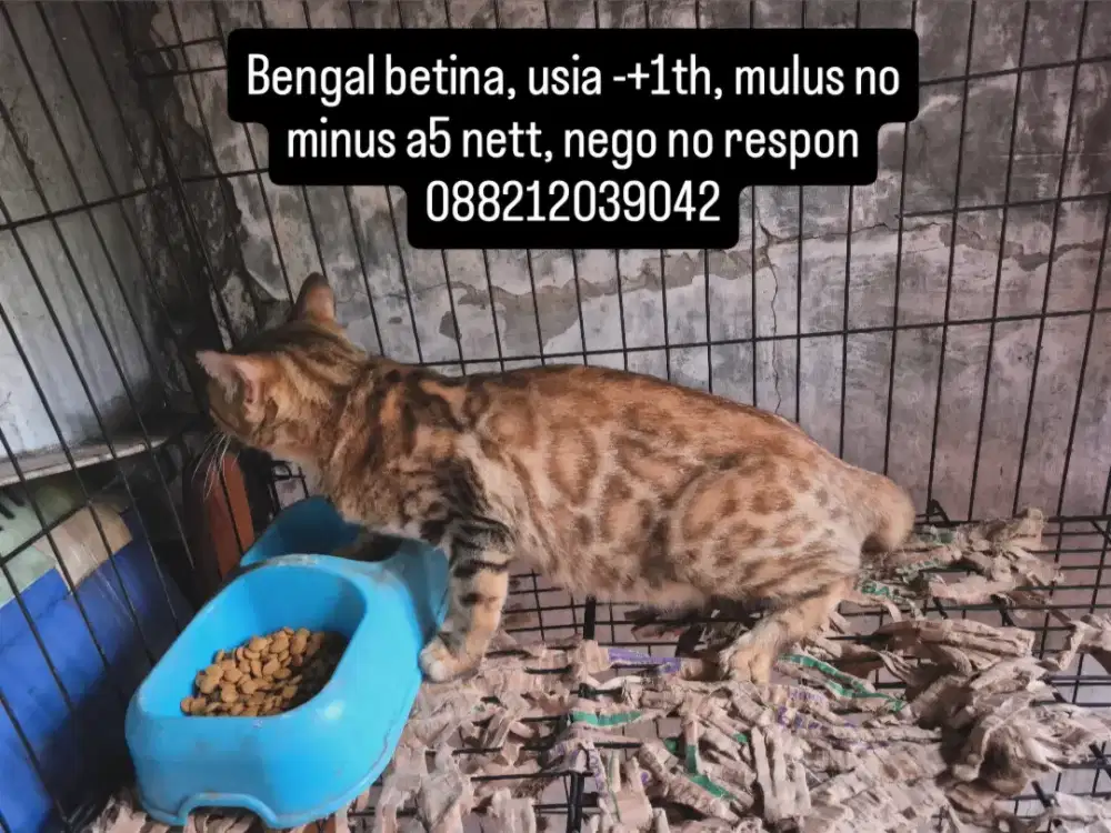 Kucing bem9al, anggora, persia, mainecoon, bsh, munchkin, kandang