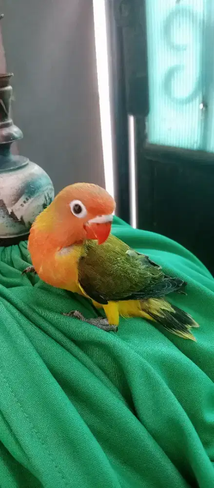 Lovebird baby euwing green love bird