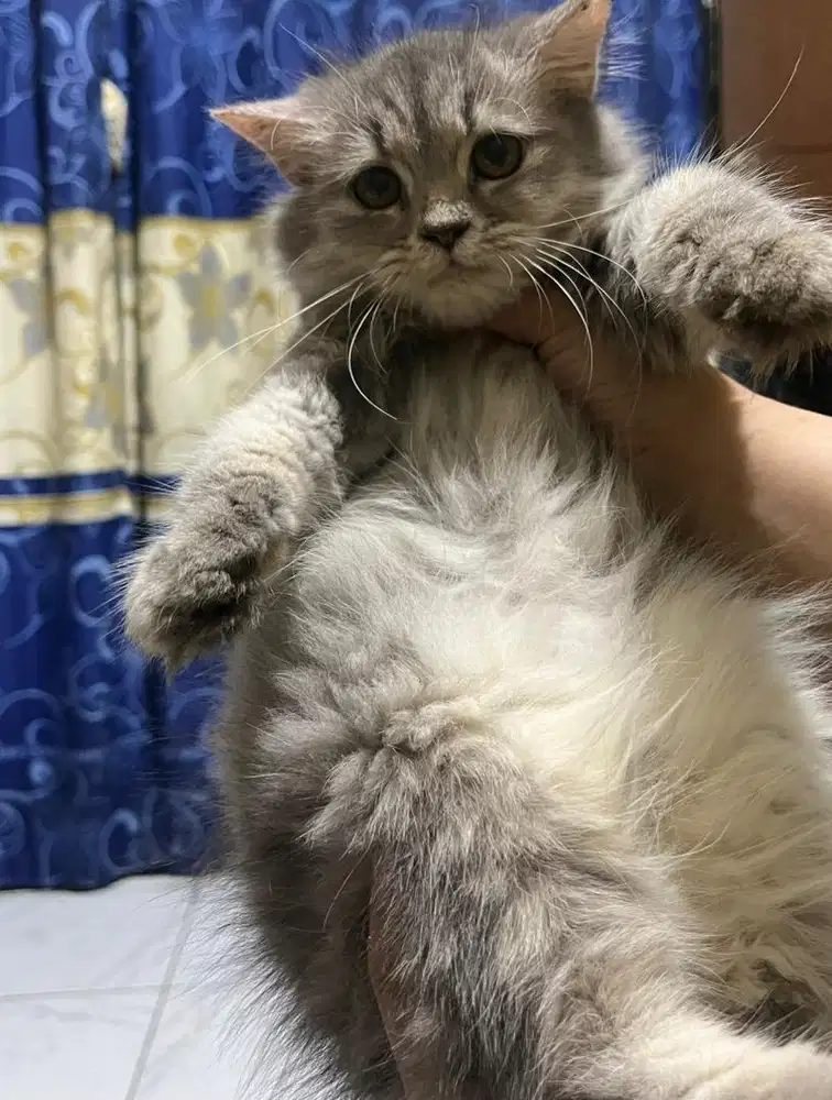 KITTEN PERSIA LONGHAIR