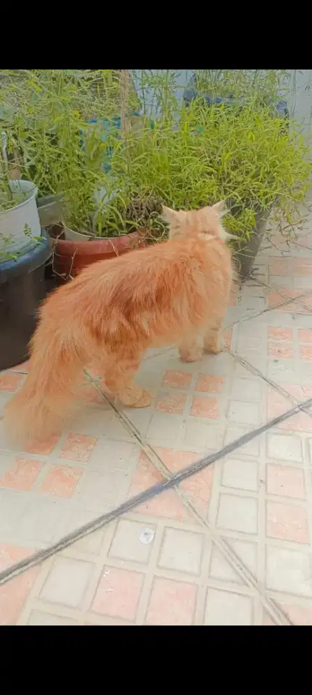 Kucing Persia betina