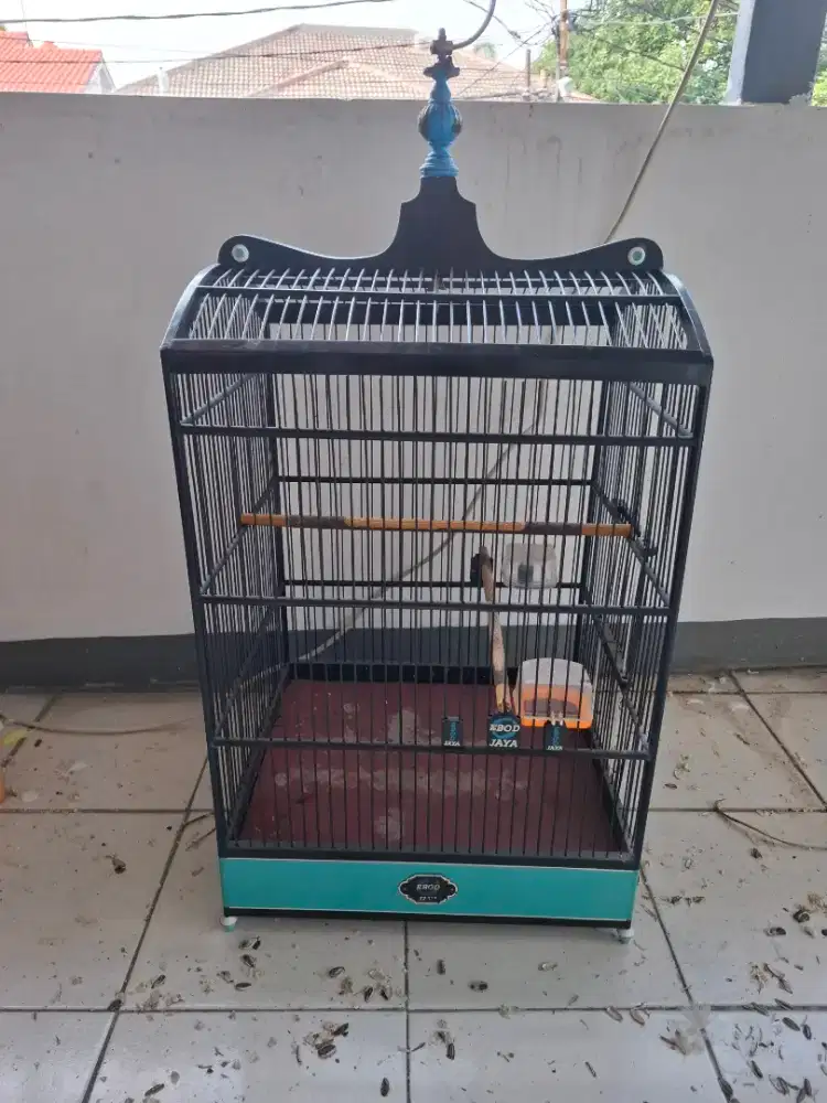 Kandang ebod nomer 1 fulset