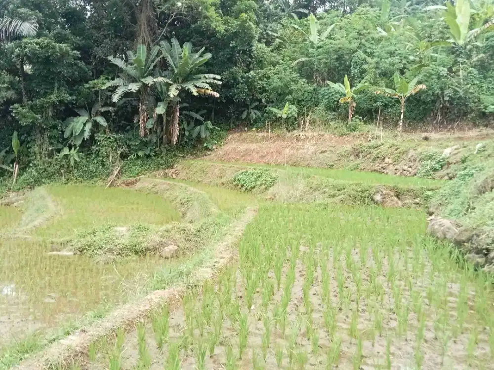 Sawah Lt. 4532 m, Dekat Pintu Tol 2,5 Km, Darangdan, Purwakarta.
