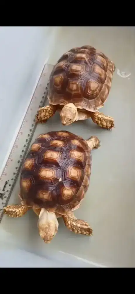Sulcata Sepasang