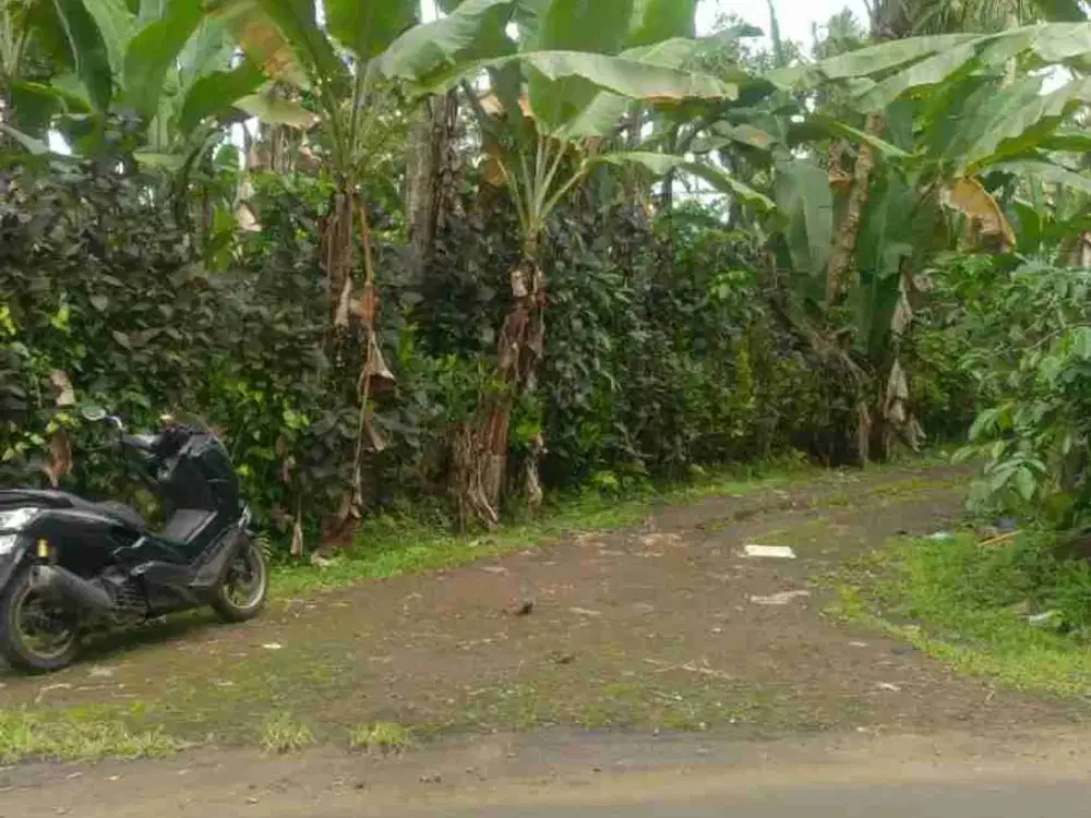 jual tanah kebun murah  selbar.