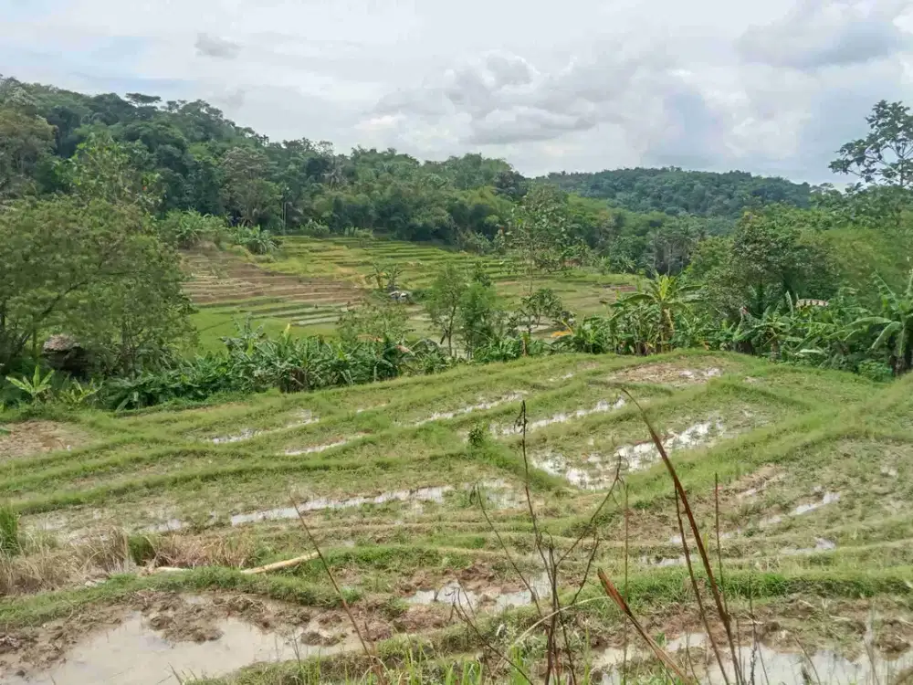 Sawah Produktif 4300 m, Dari Jalan Provinsi 1,3 Km, Darangdan, Purwakarta.