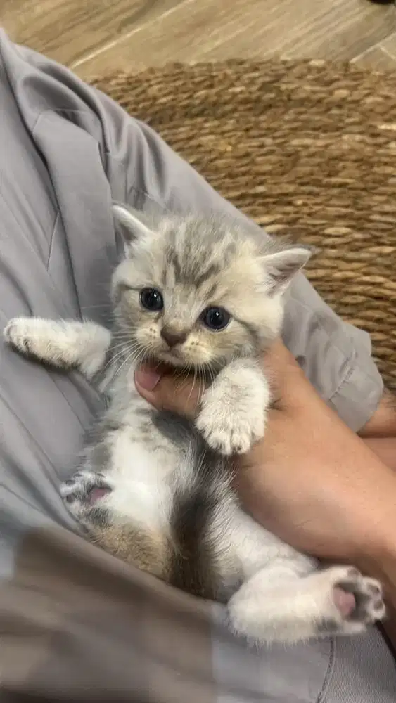 Kitten BSH (British Short Hair) warna premium lilac/golden tabbyshaded