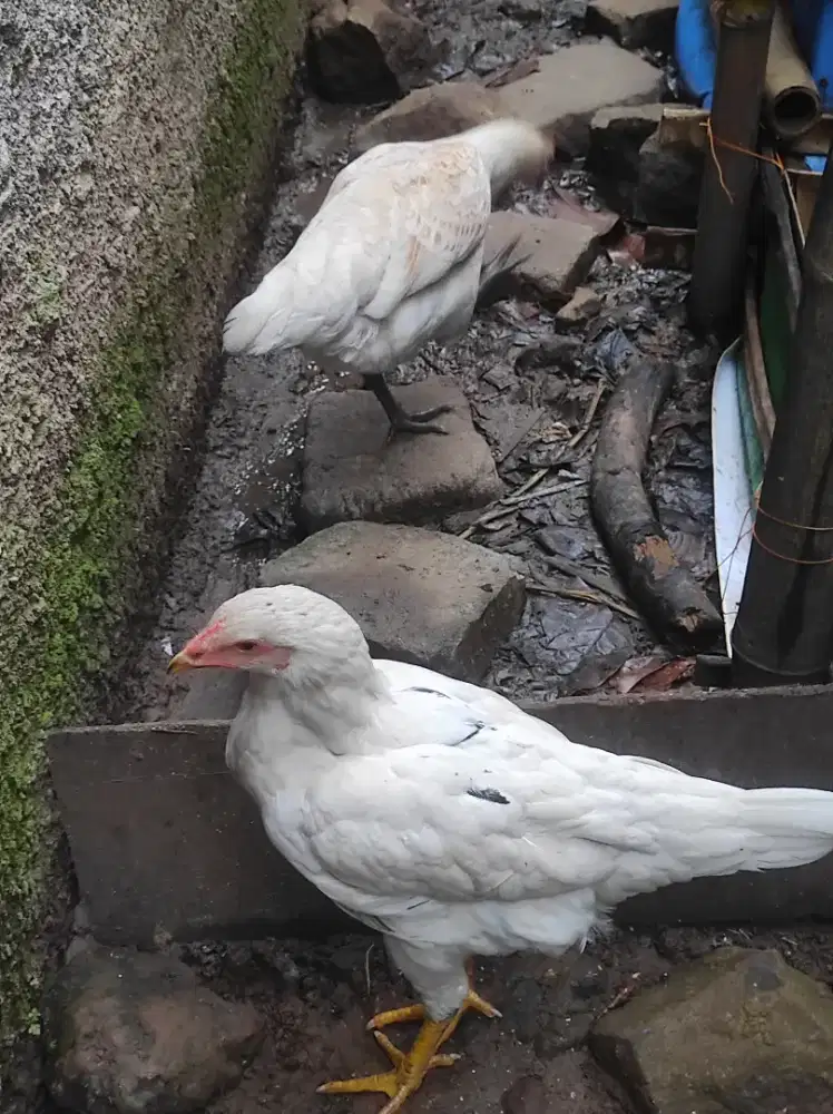 Ayam betina muda hasil Silangan jantan Bangkok x petelur dan x kampung
