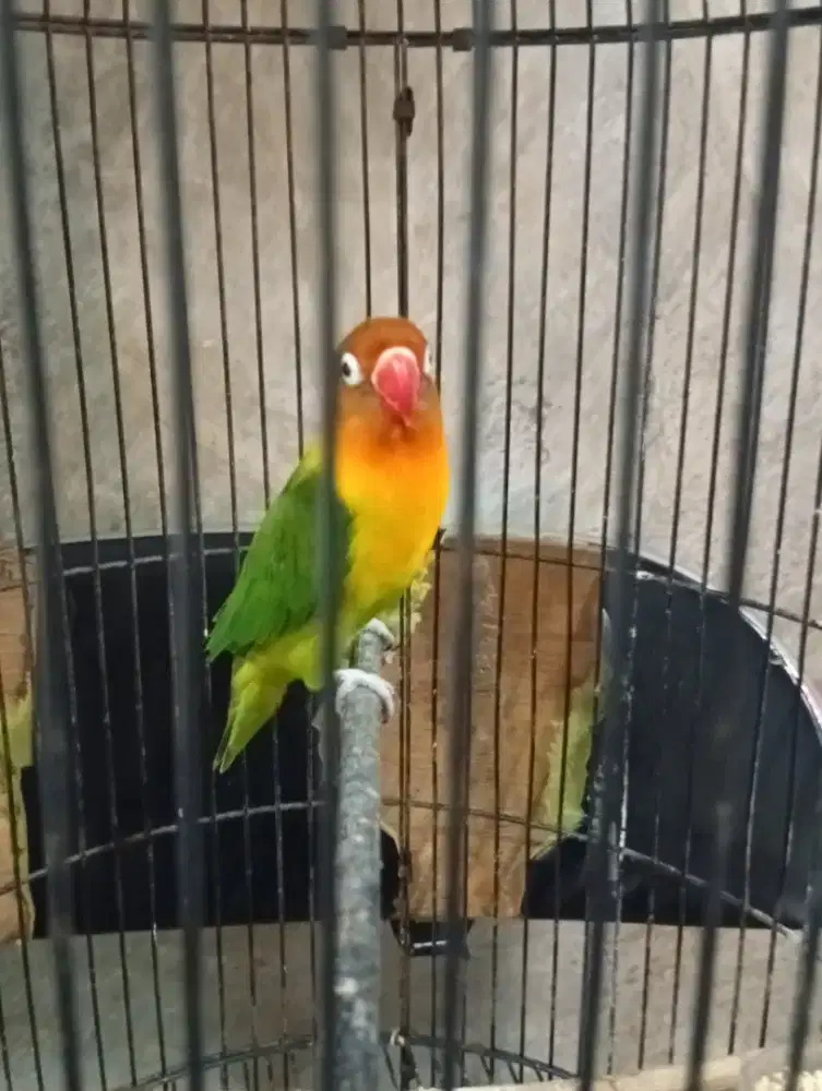 Burung lokbet josan PAUD rajin bunyi