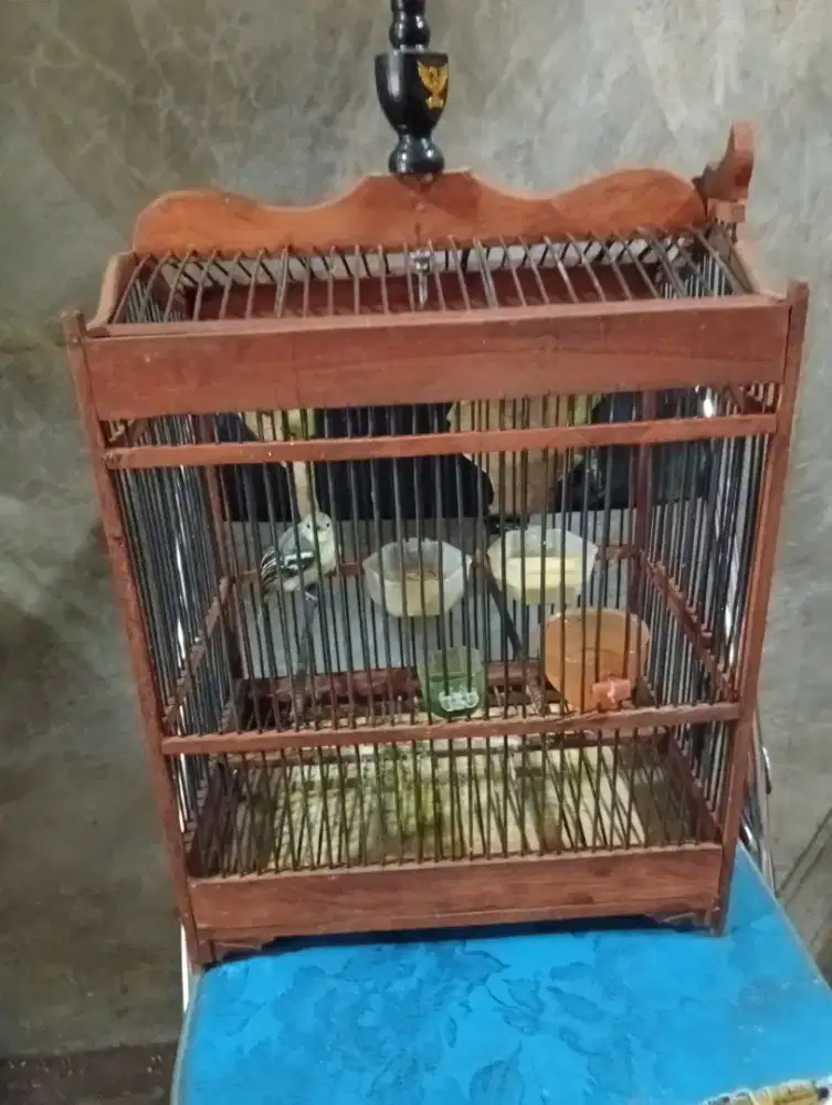 Burung sirtu udah manggil nama