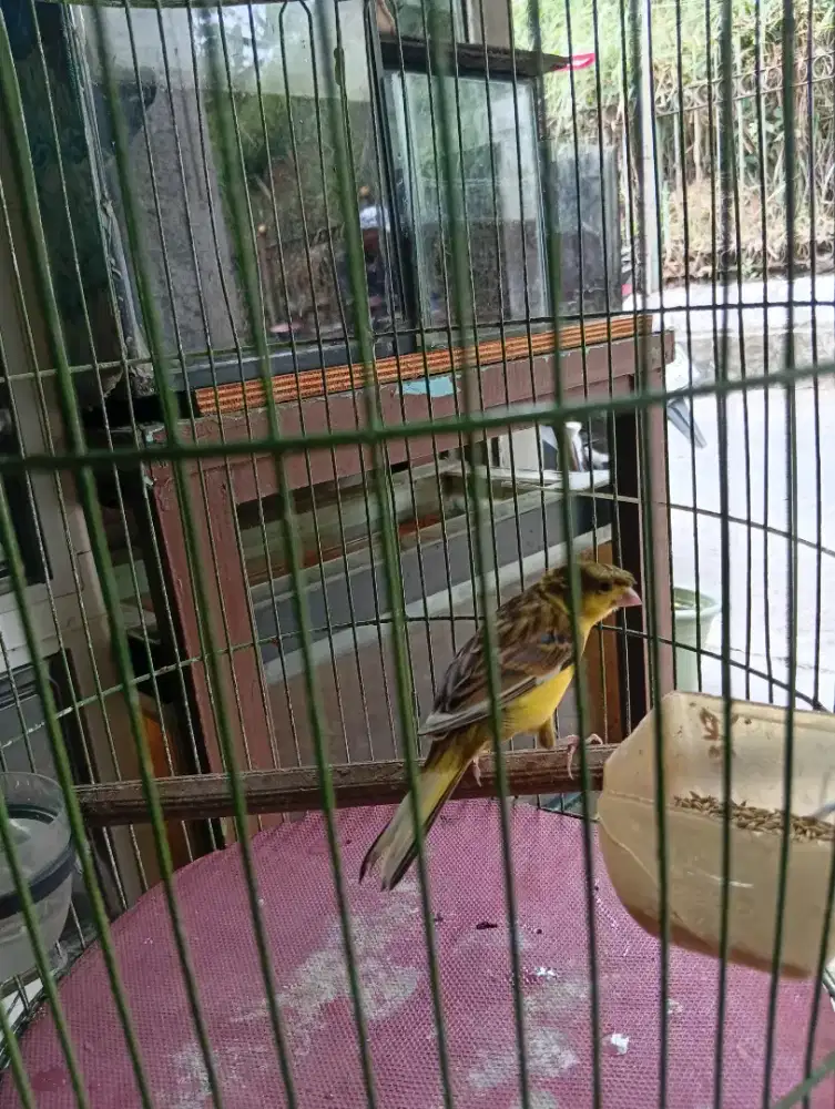 Burung kenari indukan warna cerah