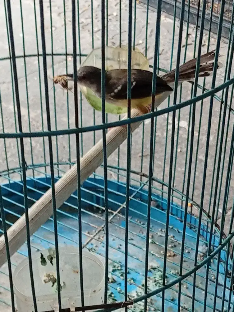Burung ciblek semi bunyi semaunya